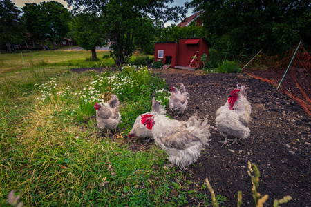 瑞典群岛盛夏的小岛上的小鸡图片