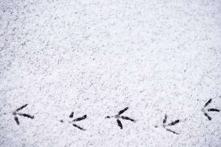 在雪中的鸟类足迹化石