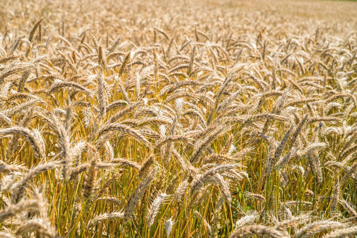 背景上模糊的金色大麦的细节.阳光明媚的夏日.农业和食品主题