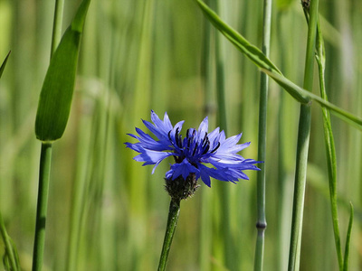 在 Edersee 的草地上美丽的矢车菊