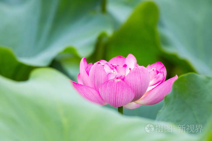 红莲花盛开, 夏日自然风光特写