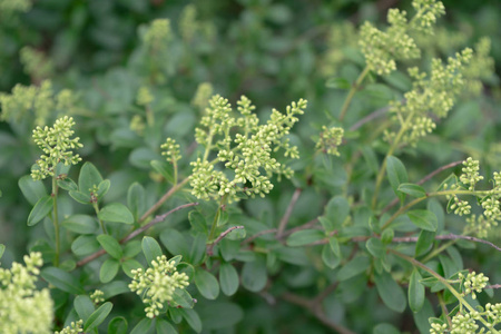 绿叶小植物开花白花芽图片