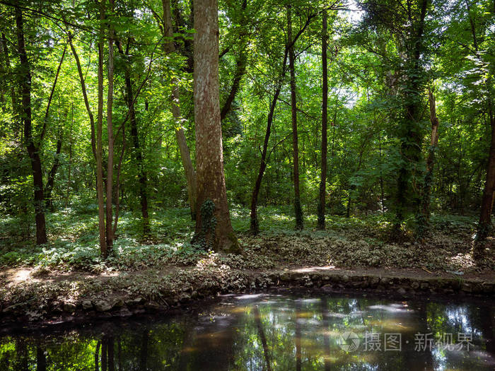 森林和小沼泽池塘