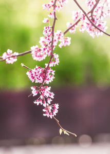 春天自然背景与粉红色开花的树
