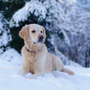 金黄猎犬狗在雪室外在冬天公园