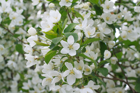 苹果树花