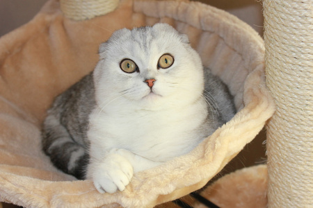 苏格兰折耳猫猫照片