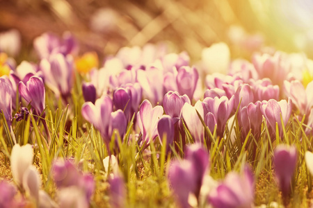 在夕阳的美丽红花照片