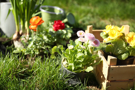 schne Blumen in Tpfen