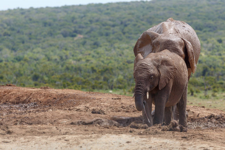 大象站在一起在地里的泥堆
