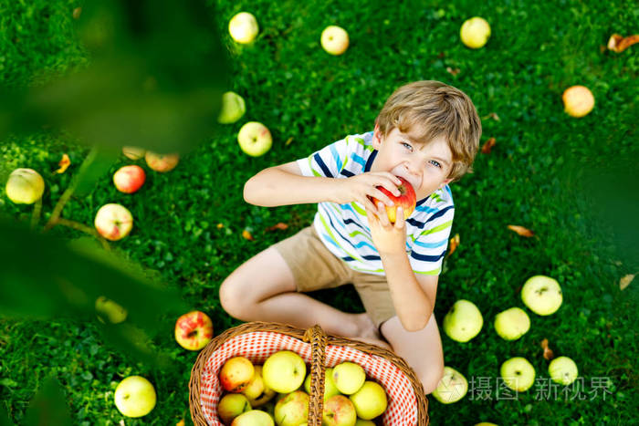 农场秋摘红苹果的小小孩男孩