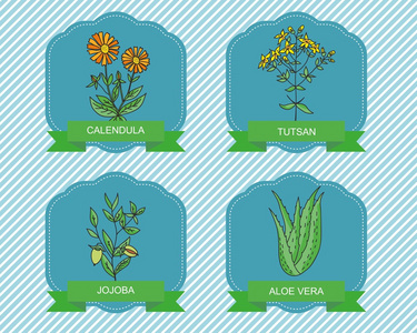 标签模板与植物金盏菊，霍霍巴芦荟图