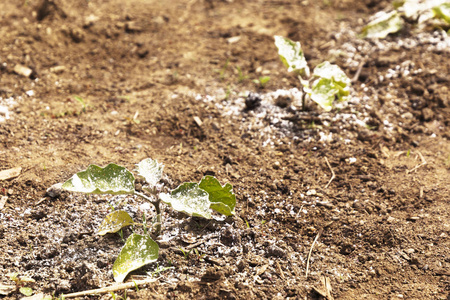 花园蔬菜厂覆盖着白色尘土飞扬的杀虫剂或杀菌剂, 以防止虫子