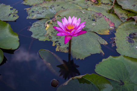 粉红色莲花关门