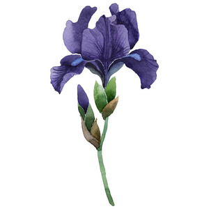 手绘水彩鸢尾花水彩鸢尾花图案水彩的无缝模式的鸢尾花水彩风景.