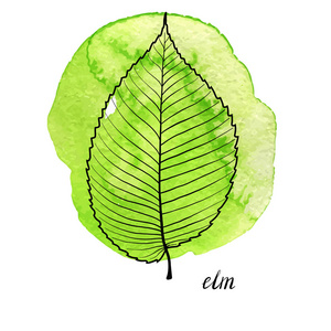 榆树叶图片-榆树叶素材-榆树叶插画-摄图新视界