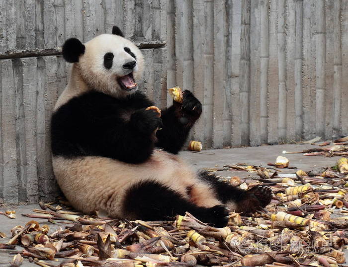 一只大熊猫正在吃竹笋