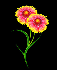 五颜六色的小花的葵花的花束。娇嫩的花朵分离和提纯