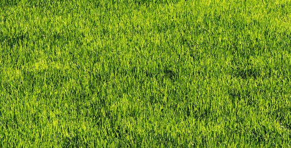 新鲜春天草图片