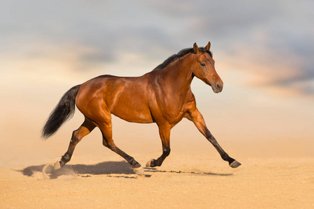 海湾马奔跑快速在沙漠尘土反对美丽的天空
