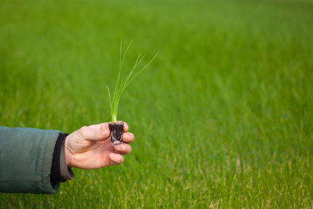 人类的手缓缴年轻植物与土壤模糊自然背景。生态世界环境日 Csr 苗走绿色环保