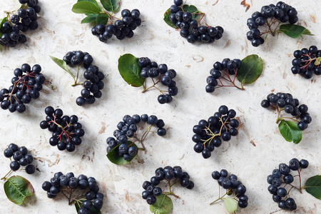黑楸, 俗称 chokeberry, 叶。新鲜采摘的国产黑楸浆果桌上