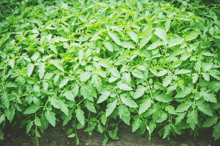 番茄幼苗.绿色的叶子纹理.叶纹理背景.选择性的焦点照片