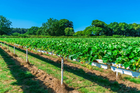 草莓生长在英语水果农场上的行照片