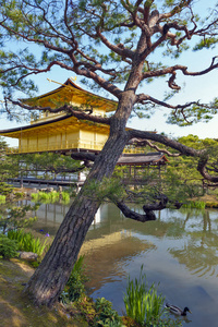 金阁寺或位于 Rokuon 寺，在日本京都的金阁