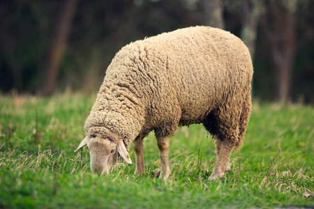 绿草的草地上吃草的羊照片