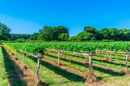 草莓生长在英语水果农场上的行照片