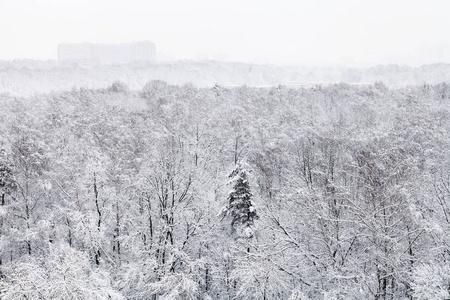 莫斯科市冬季积雪覆盖城市 Timiryazevskiy 公园的以上观点