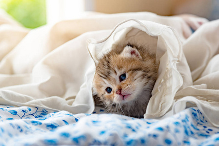 小猫在床上