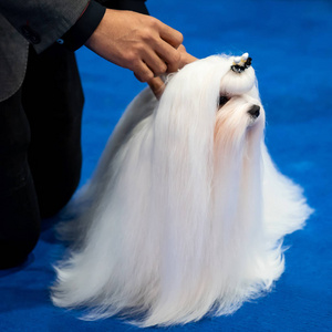 特写白色约克郡小猎犬在蓝色演播室背景