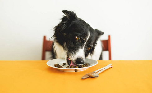 可爱和聪明的边境牧羊犬坐在桌子后面舔狗食物从盘子里照片
