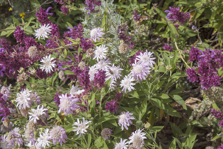 大加那利岛植物区淡丁香山 scabious 和深色紫色金丝雀圣人自然花卉背景