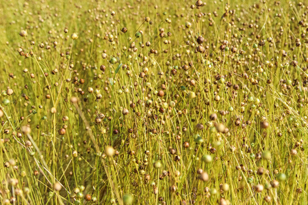 亚麻花完成开花, 田野