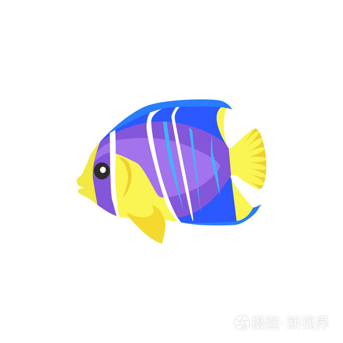 heniochus 中间鱼平面设计