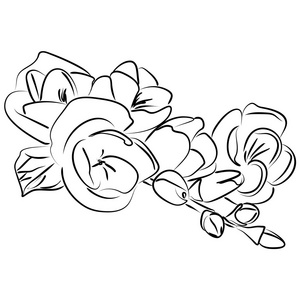 小苍兰插画-小苍兰手绘-小苍兰卡通图-摄图新视界