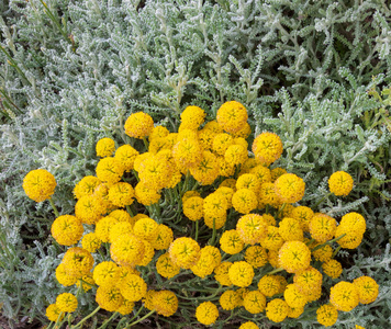 santolina chamaecyparissus, 传统野生药用植物黄花照片