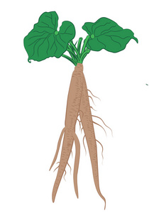 牛蒡根叶分离矢量图解