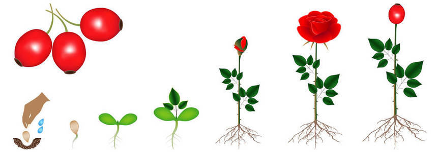 玫瑰花生长过程顺序图片