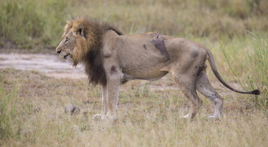 男头猫受伤的老狮子男躺在草地上和自己舔伤口照片
