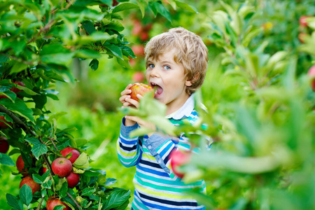 活跃的金发小男孩采摘和吃红苹果在有机农场, 秋季户外