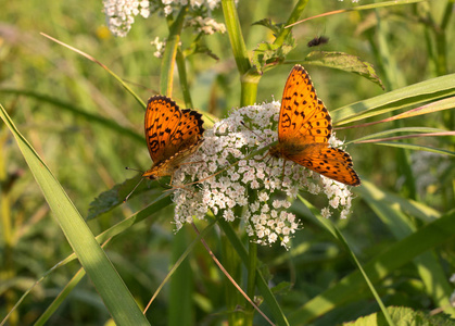 银洗川贝蝴蝶Argynnis 巴非蛤与开放的翅膀日光浴在白色的田野花。两只蝴蝶。橙色黑色斑点翅