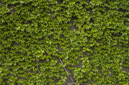攀援植物的绿墙