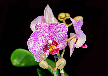 粉色分支兰花花带芽，兰科植物，蝴蝶兰