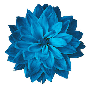 白色背景的花深蓝色的大丽花.特写.设计元素照片