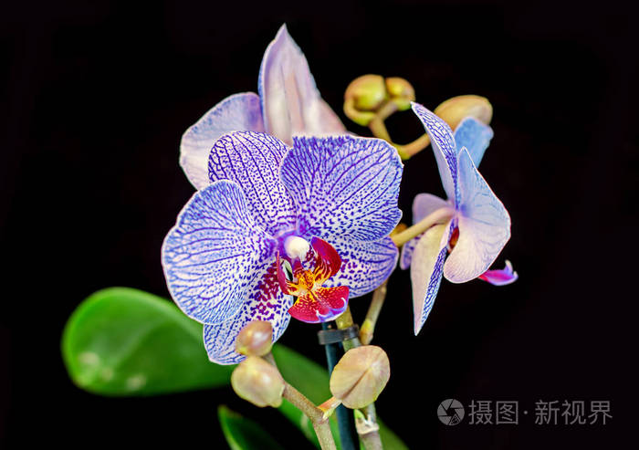 蓝色分支兰花花带芽 兰科植物 蝴蝶兰照片 正版商用图片0qrfiy 摄图新视界
