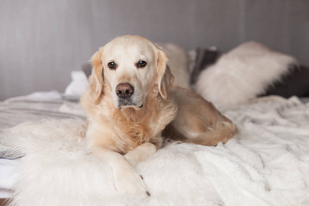 斯堪的纳维亚风格的现代室内金色猎犬犬